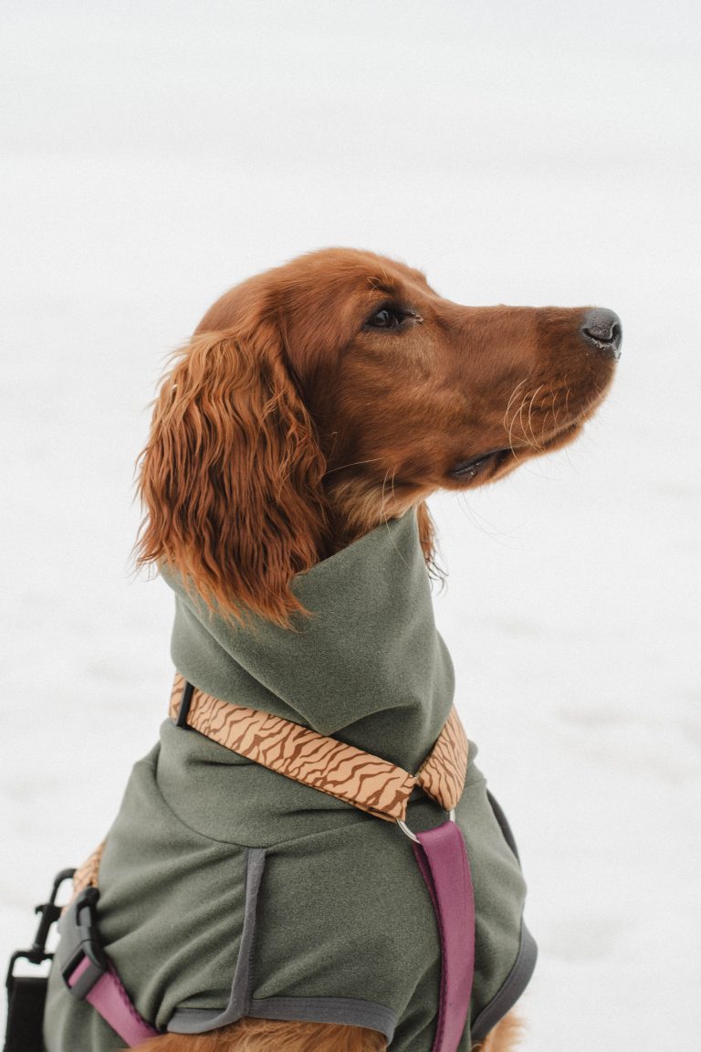 irändsk setter