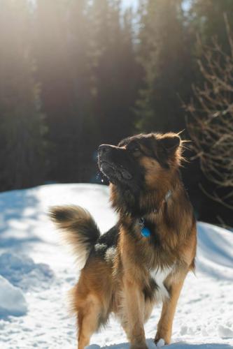 leo watching a snowball