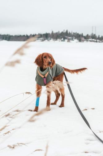 Pepsi irish setter 