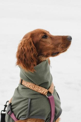 Pepsi irish setter profile