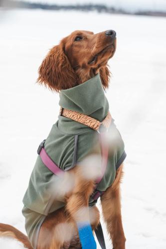 Pepsi irish setter sitting