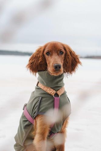 Pepsi irish setter looking into the camera