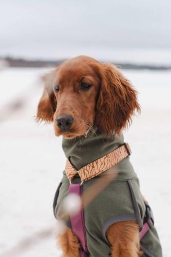 Pepsi irish setter