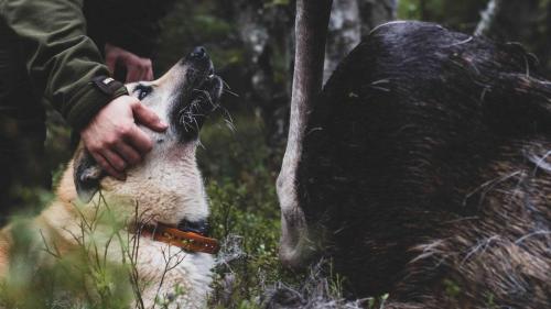 Bonta huntingdog